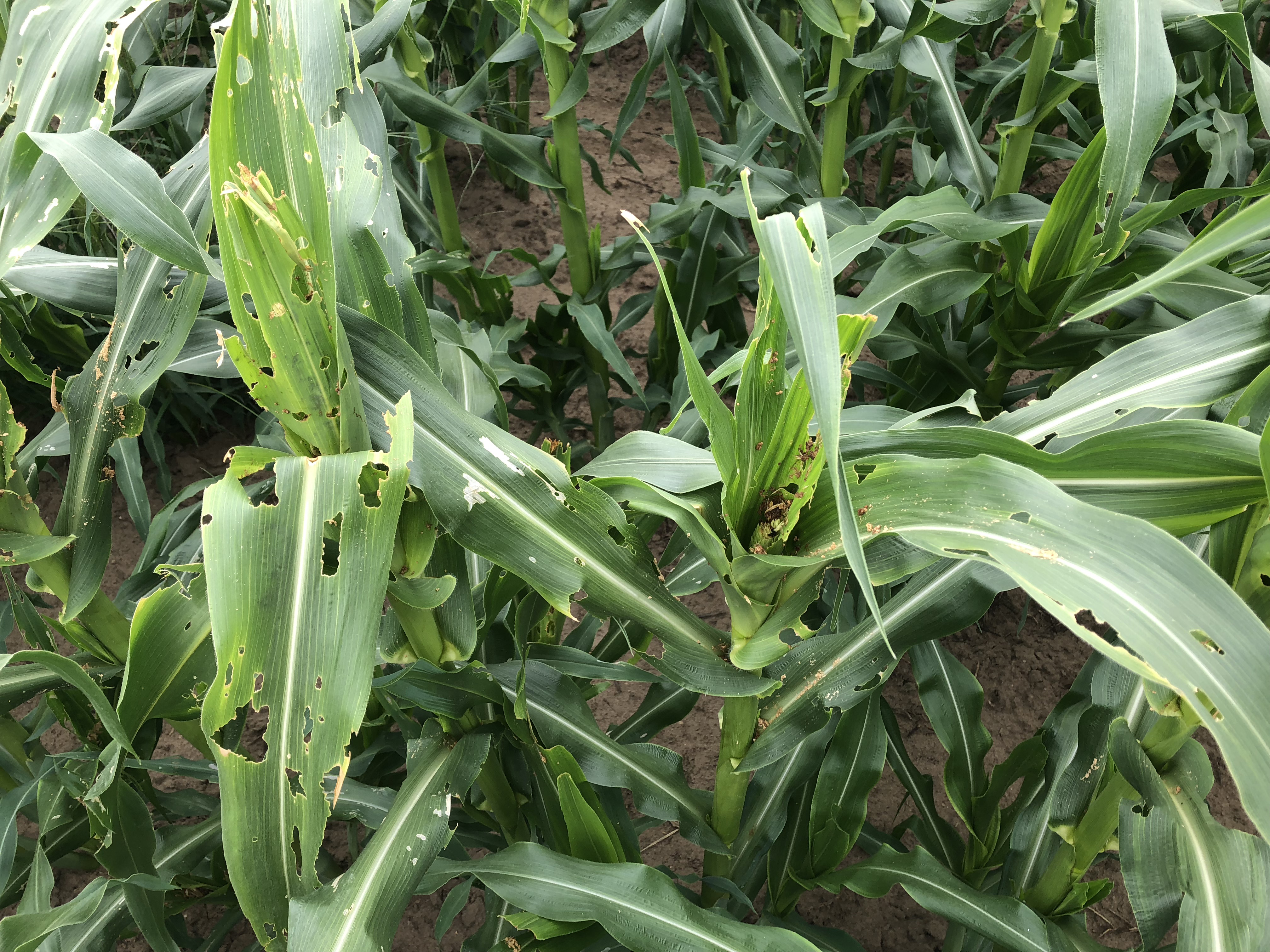 fall armyworm feeding cluster